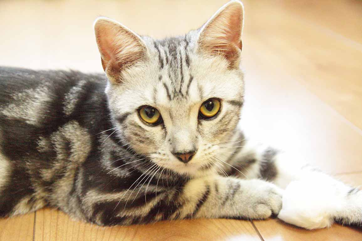 出張 撮影 ペット