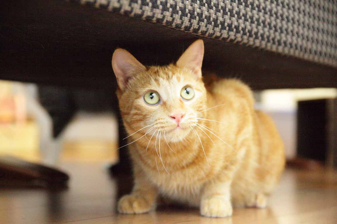 出張 写真 ペット